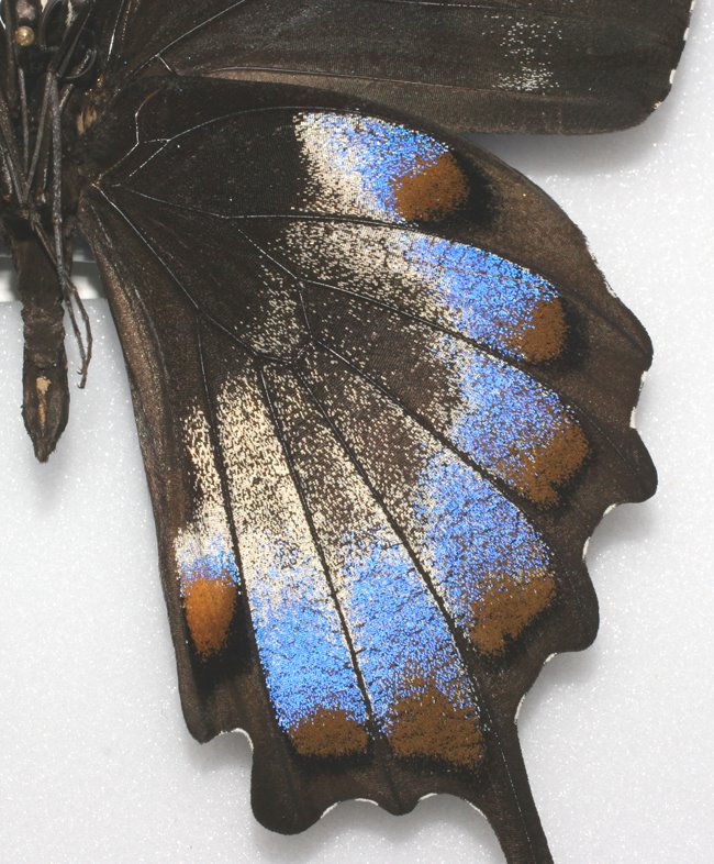 Papilio ulysses aberration (002) Internet Image property of respective owner, non-commercial use only